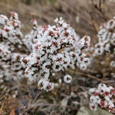 Leucopogon attenuatus (Small-leaved Beard Heath) at Googong Foreshore - 7 Jul 2024 by BrianSummers