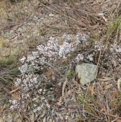 Styphelia attenuata at QPRC LGA - 7 Jul 2024