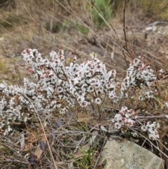 Styphelia attenuata at QPRC LGA - 7 Jul 2024