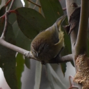 Acanthiza lineata at Namadgi National Park - 4 Jul 2024