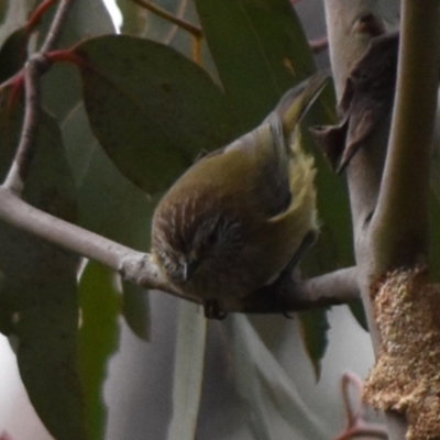 Acanthiza lineata (Striated Thornbill) at Namadgi National Park - 4 Jul 2024 by jmcleod