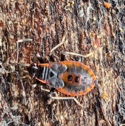 Oechalia schellenbergii (Spined Predatory Shield Bug) at Bungonia, NSW - 7 Jul 2024 by trevorpreston
