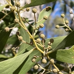 Acacia melanoxylon (Blackwood) at Uriarra, NSW - 21 Jul 2023 by JaneR