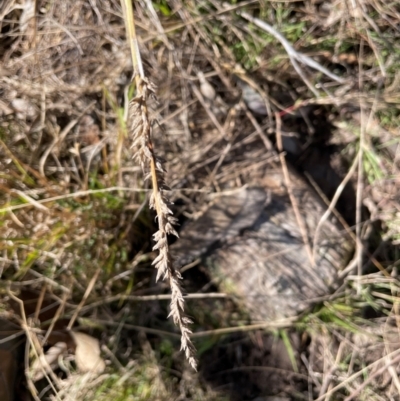 Carex appressa (Tall Sedge) at Uriarra, NSW - 21 Jul 2023 by JaneR