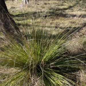 Carex appressa at Uriarra, NSW - 21 Jul 2023