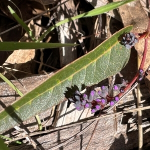 Hardenbergia violacea at Uriarra, NSW - 21 Jul 2023