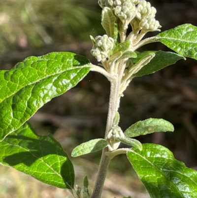 Olearia lirata (Snowy Daisybush) at Uriarra, NSW - 21 Jul 2023 by JaneR