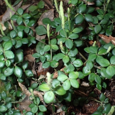 Peperomia tetraphylla (Four-leaved Peperomia) at Jamberoo, NSW - 7 Jul 2024 by plants