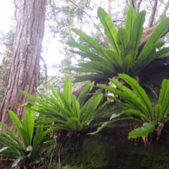 Asplenium australasicum (Bird's Nest Fern, Crow's Nest Fern) at Jamberoo, NSW - 7 Jul 2024 by plants