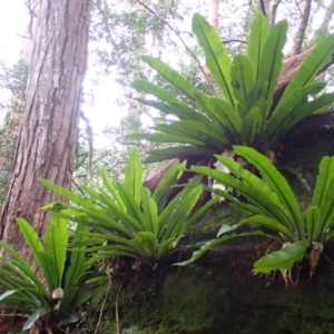 Asplenium australasicum at Jamberoo, NSW - suppressed