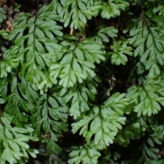 Hymenophyllum cupressiforme (Common Filmy Fern) at Jamberoo, NSW - 7 Jul 2024 by plants