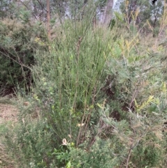 Cytisus scoparius subsp. scoparius (Scotch Broom, Broom, English Broom) at Mount Ainslie - 7 Jul 2024 by SilkeSma