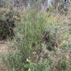 Cytisus scoparius subsp. scoparius at Mount Ainslie - 7 Jul 2024