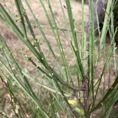 Cytisus scoparius subsp. scoparius at Mount Ainslie - 7 Jul 2024