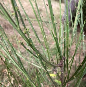 Cytisus scoparius subsp. scoparius at Mount Ainslie - 7 Jul 2024