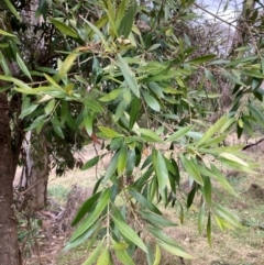 Olea europaea subsp. cuspidata (African Olive) at Mount Ainslie - 7 Jul 2024 by SilkeSma