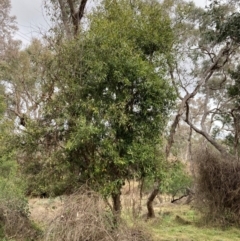 Olea europaea subsp. cuspidata at Mount Ainslie - 7 Jul 2024