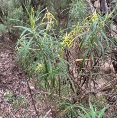 Cassinia longifolia (Shiny Cassinia, Cauliflower Bush) at QPRC LGA - 7 Jul 2024 by yellowboxwoodland