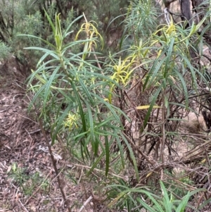 Cassinia longifolia at QPRC LGA - 7 Jul 2024