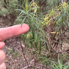 Cassinia longifolia at QPRC LGA - 7 Jul 2024