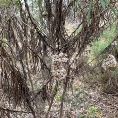 Cassinia longifolia at QPRC LGA - 7 Jul 2024