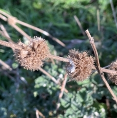 Marrubium vulgare (Horehound) at Mullion, NSW - 21 Jul 2023 by JaneR