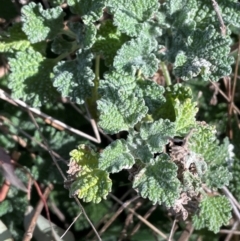 Marrubium vulgare at Mullion, NSW - 21 Jul 2023 02:18 PM