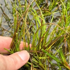 Juncus articulatus subsp. articulatus (Jointed Rush) at QPRC LGA - 7 Jul 2024 by yellowboxwoodland