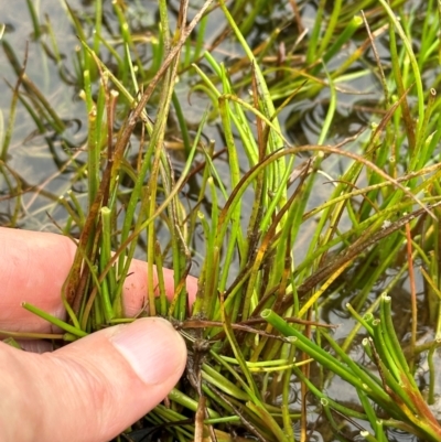 Juncus articulatus subsp. articulatus (Jointed Rush) at QPRC LGA - 7 Jul 2024 by yellowboxwoodland