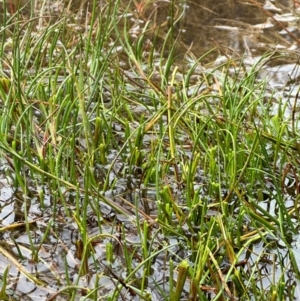 Juncus articulatus subsp. articulatus at QPRC LGA - suppressed