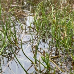 Juncus articulatus subsp. articulatus at QPRC LGA - suppressed