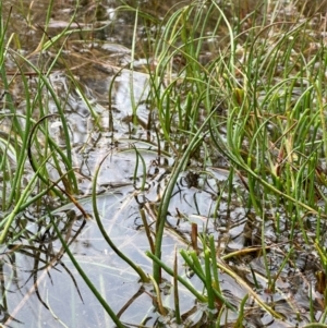 Juncus articulatus subsp. articulatus at QPRC LGA - suppressed