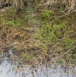 Juncus articulatus subsp. articulatus at QPRC LGA - suppressed