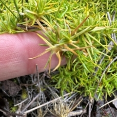 Scleranthus biflorus (Twin-flower Knawel) at QPRC LGA - 7 Jul 2024 by yellowboxwoodland