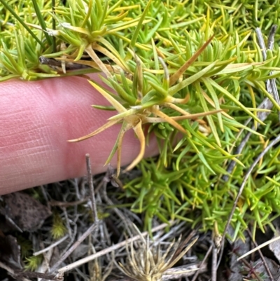 Scleranthus biflorus (Twin-flower Knawel) at QPRC LGA - 7 Jul 2024 by yellowboxwoodland