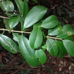 Syzygium australe (Brush Cherry) at Jamberoo, NSW - 7 Jul 2024 by plants