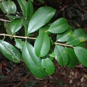 Syzygium australe at Jamberoo, NSW - 7 Jul 2024