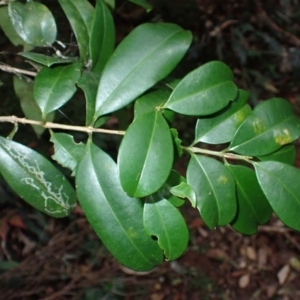 Syzygium australe at Jamberoo, NSW - 7 Jul 2024 11:15 AM