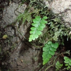 Adiantum diaphanum (Filmy Maidenhair) at Jamberoo, NSW - 7 Jul 2024 by plants