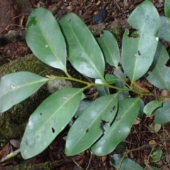 Diospyros australis (Black Plum, Yellow Persimmon, Grey Plum) at Yellow Rock Ridge, NSW - 7 Jul 2024 by plants