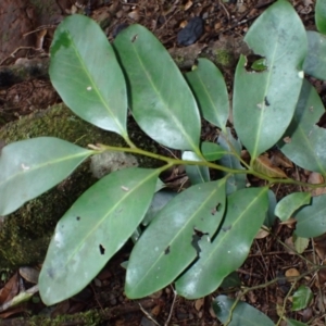 Diospyros australis at Yellow Rock Ridge, NSW - 7 Jul 2024 11:21 AM