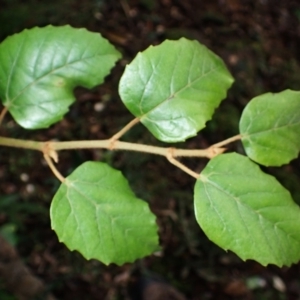 Cissus antarctica at Jamberoo, NSW - 7 Jul 2024 11:25 AM