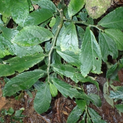 Elatostema reticulatum (Rainforest Spinach) at Jamberoo, NSW - 7 Jul 2024 by plants