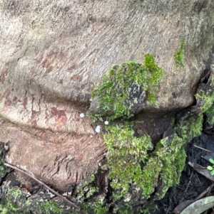 Mycena sp. at Kangaroo Valley, NSW - suppressed