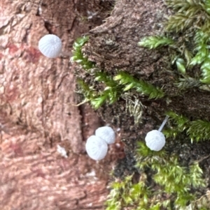 Mycena sp. at Kangaroo Valley, NSW - 7 Jul 2024