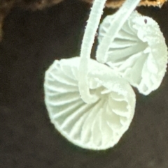 Mycena sp. at Kangaroo Valley, NSW - suppressed