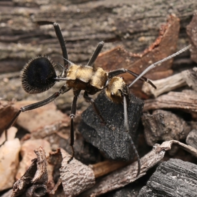 Polyrhachis semiaurata (A golden spiny ant) at Denman Prospect, ACT - 6 Jul 2024 by debhart