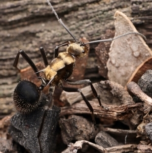 Polyrhachis semiaurata at Denman Prospect, ACT - 6 Jul 2024