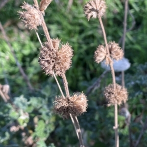 Marrubium vulgare at Mullion, NSW - 21 Jul 2023 02:18 PM