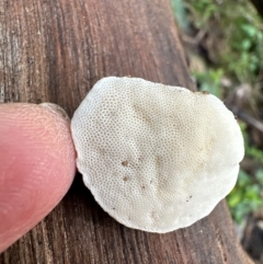 Truncospora ochroleuca at Kangaroo Valley, NSW - 7 Jul 2024 by lbradley